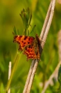 Gehakkelde aurelia (Polygonia c-album)