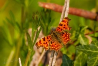 Gehakkelde aurelia (Polygonia c-album)