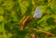 Boomblauwtje (Celastrina argiolus)