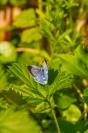 Boomblauwtje (Celastrina argiolus)