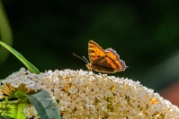 Kleine vos (Aglais urticae)