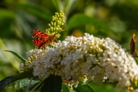 gehakkelde aurelia (Polygonia c-album)