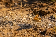 Kleine vuurvlinder (Lycaena phlaeas)