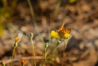 Kleine vuurvlinder (Lycaena phlaeas)