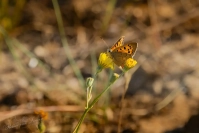 Kleine vuurvlinder (Lycaena phlaeas)