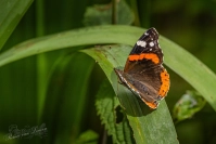 Atalanta (Vanessa atalanta)