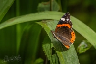 Atalanta (Vanessa atalanta)