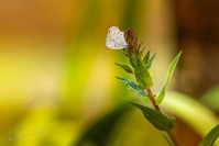 Boomblauwtje (Celastrina argiolus)