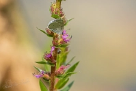 Boomblauwtje (Celastrina argiolus)