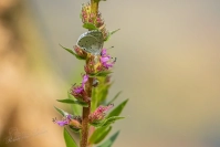 Boomblauwtje (Celastrina argiolus)