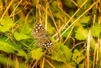 Bont zandoogje (Pararge aegeria)