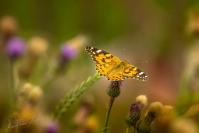 Distelvlinder (Vanessa cardui)