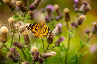 Distelvlinder (Vanessa cardui)
