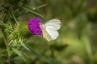 Groot koolwitje (Pieris brassicae)