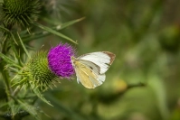 Groot koolwitje (Pieris brassicae)