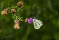 Klein geaderd witje (Pieris napi)