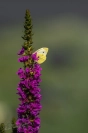 Klein koolwitje (Pieris rapae)