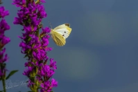 Klein koolwitje (Pieris rapae)