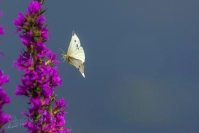 Klein koolwitje (Pieris rapae)