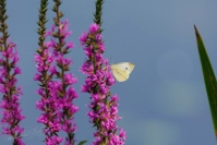 Klein koolwitje (Pieris rapae)