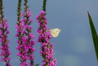 Klein koolwitje (Pieris rapae)