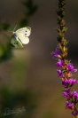 Klein koolwitje (Pieris rapae)