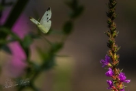 Klein koolwitje (Pieris rapae)