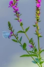 Boomblauwtje (Celastrina argiolus)
