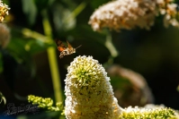 Kolibrievlinder (Macroglossum stellatarum)