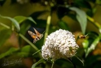 Kolibrievlinder (Macroglossum stellatarum)