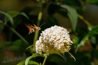 Kolibrievlinder (Macroglossum stellatarum)