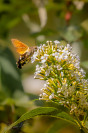 Kolibrievlinder (Macroglossum stellatarum)