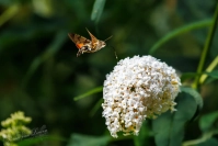 Kolibrievlinder (Macroglossum stellatarum)