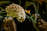 Kolibrievlinder (Macroglossum stellatarum)