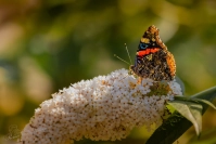 Atalanta (Vanessa Atalanta)