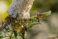Kolibrievlinder (Macroglossum stellatarum)