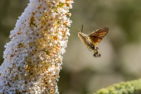 Kolibrievlinder (Macroglossum stellatarum)