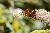 Dagpauwoog (Aglais io)